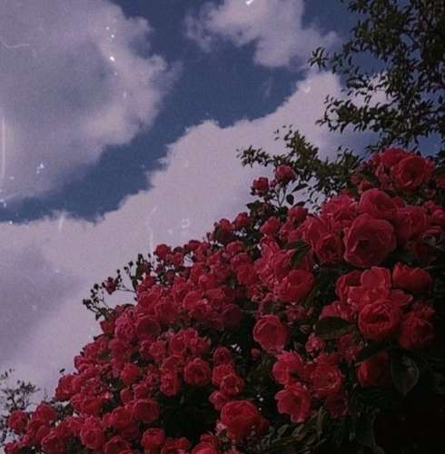 اهنگ به جون تو به جون تو به جون تو تو یه عاشق کشی منم دیوونت