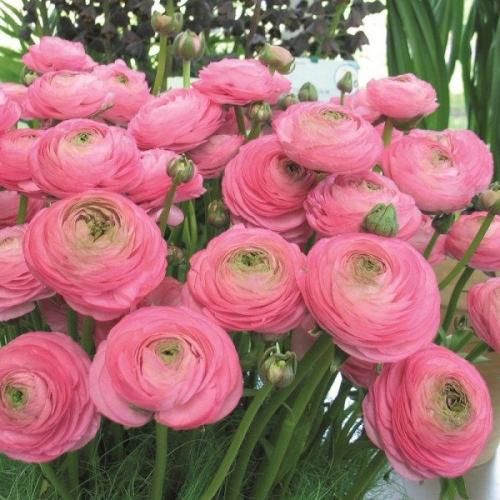 اهنگ میشه مال من باشی فقط گلم گلم گلم کاش منو دوست داشتی