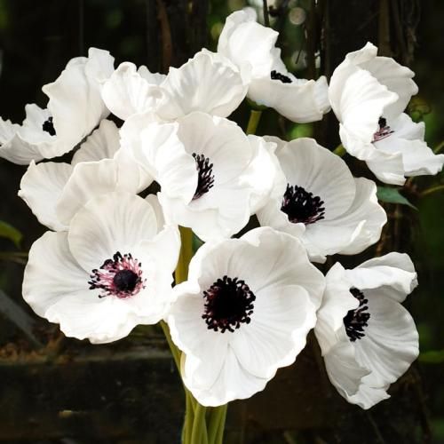 اهنگ مهستی تماشا بازم نشستی رو به روم مات تماشای توام جدید و قدیمی (320)