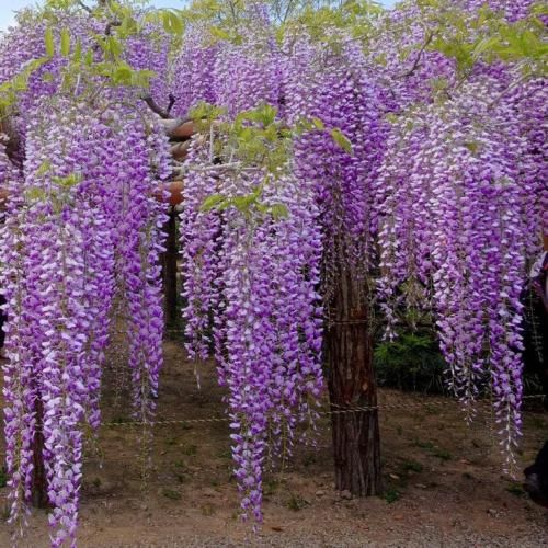 اهنگ صبحه هاییم کوکایین نمیایم پایین ما دو سه تایی مد نوتلا بمالیم ما
