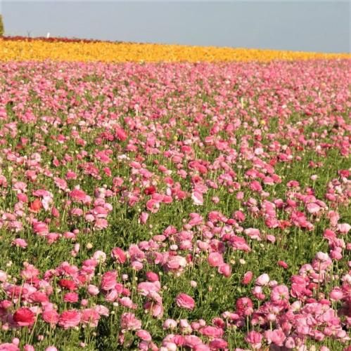 اهنگ تو بشین نگاه کن که چجوری میشم پیرت خوب نشسته وسط قلب من