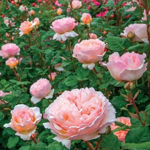 اهنگ غیرعادی و لول بیا بریم خونه اصا پارتیو ولش هوا تاریک که بشه