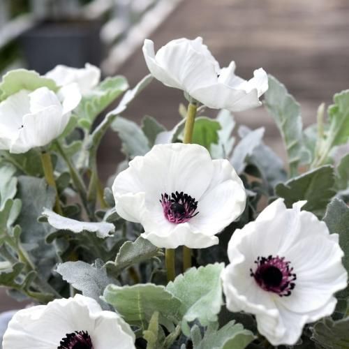 اهنگ نشسته بود رو درخت قلبم نمیدونم چی شد یهو سنگش زدن