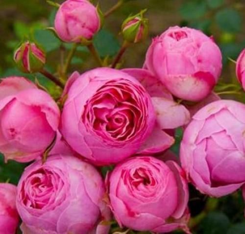 اهنگ بگو مال منی ماه شبای بی ستارم شونه هات خونمه تموم چیزیه که دارم