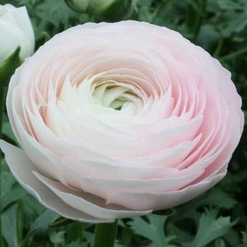 اهنگ چرا باز حس بره دل دل این همه چیم من چرا باز اسپری فلفل جیبمه