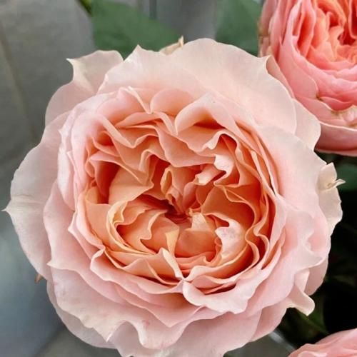 اهنگ لالاییه چشای تو خوابم میکنه و گرمای دست تو آبم میکنه زندگی میسازه