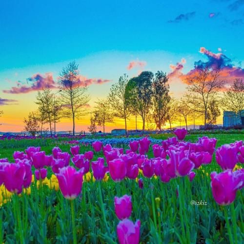 اهنگ کل روزو میشه قربون صدقش رفت آخی آخی توی گلدون دلم یه گل به عشقت