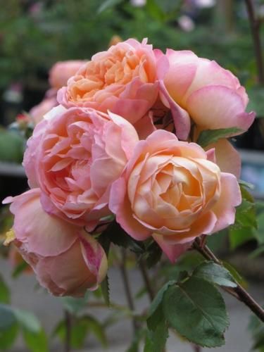 اهنگ نیستی تو قلب من سر تو جنگه جنگه جنگه لعنت به این عشق