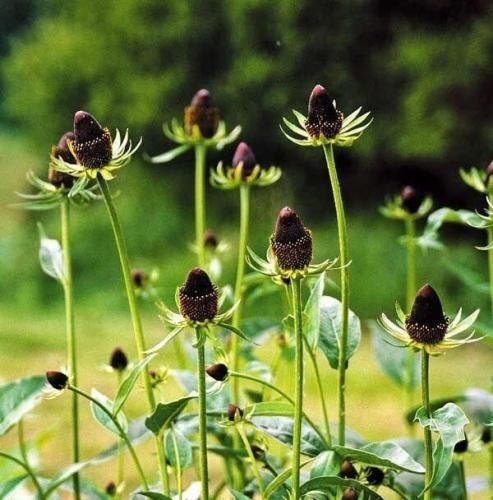 هانی تومبا دیونه شهر