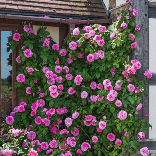 اهنگ سخته بفهمی همه عمرت تلف شده من یه درختم که عاشق تبر شده