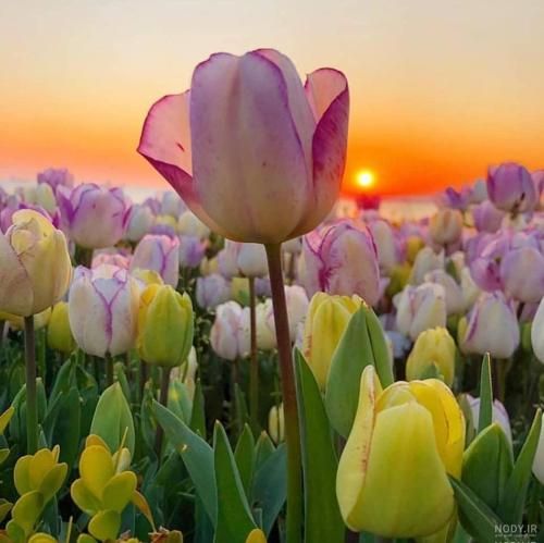 اهنگ اون مژه های بلند تو برده دلو تو که واسه منی تو به من بده قول