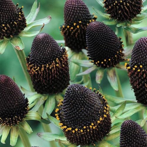 اهنگ داره میسوزه دلم واسه خودم آخ من بیچاره هنوز اسمت میاد میلرزه دلم