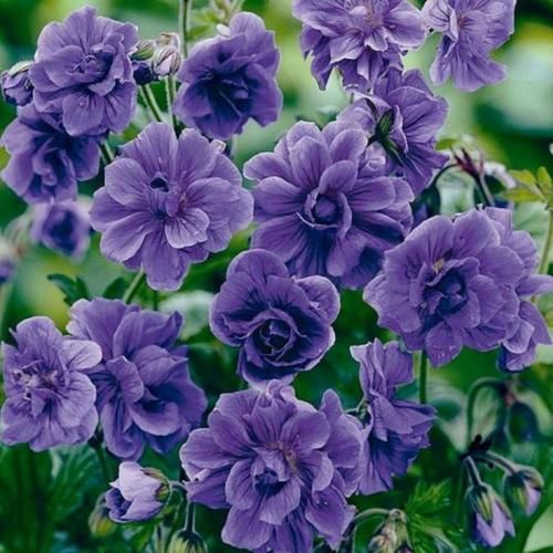 اهنگ ای داد از غم عشقت آن دو چشمت به تو گرفتارم چه بی قرارم