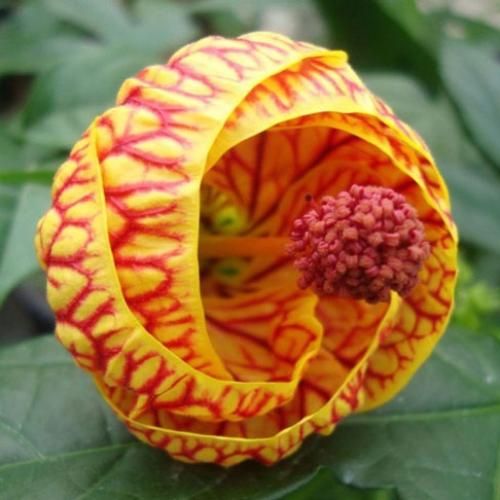 اوه میره بالا باما دافی اسکینه دولچ گابا