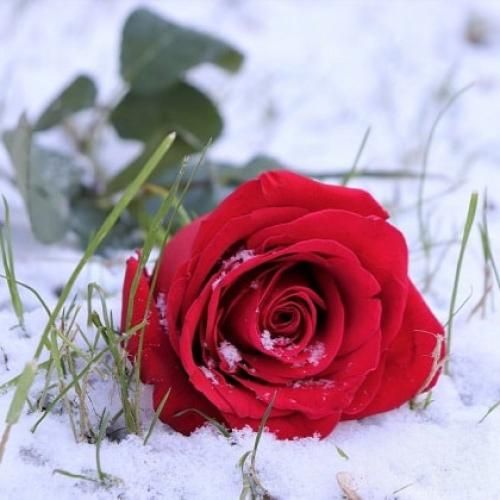  نکن اینجوری با دله من علی نمیمونه علیل لال درد