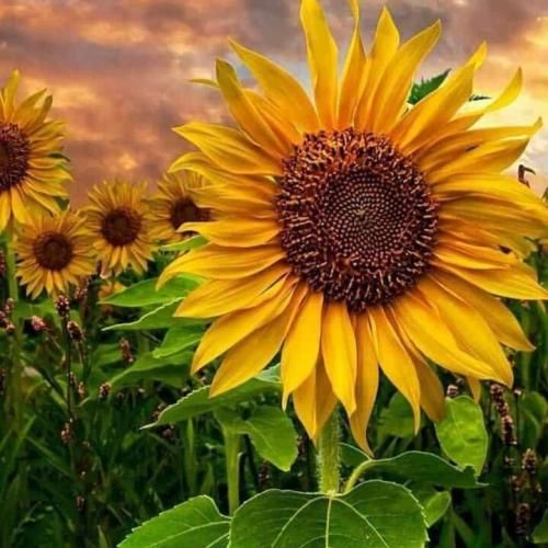 دانلود آهنگ خیلی حسارو ندارم چون خیلی چیزا دیدم