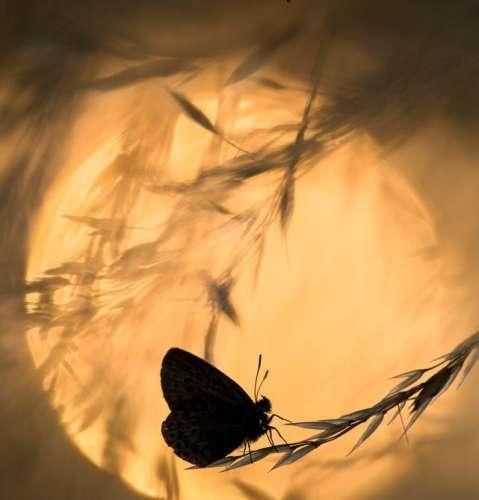  من شباهت دارم به پروانه کلا انقدر دور شمع میچرخم