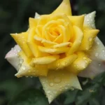 دانلود آهنگ جدید تو تنهایی و من تنهاتر از تو خرابم ای دل